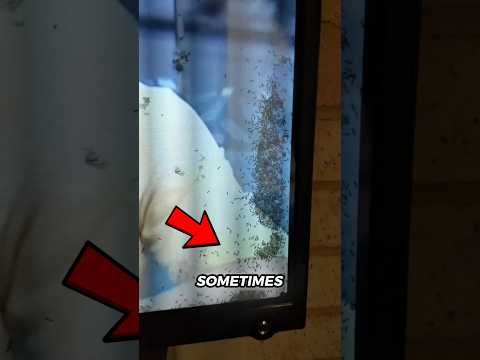 If You See Ants in Your Electronics… Don’t Ignore This